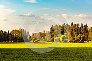 Agricultural field and forest landscape in Austria. Green trees on beginning of spring