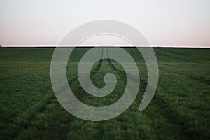 Agricultural field of grains with a road. Concept of agricultural in Europe.