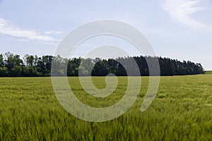 agricultural field with green cereals in summer