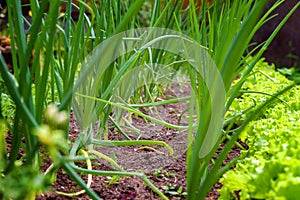 Agricultural field with green leaf lettuce salad and onion on garden bed in vegetable field