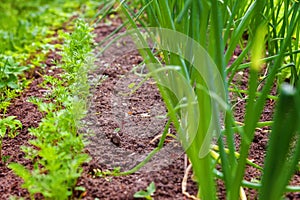 Agricultural field with green leaf lettuce salad and onion on garden bed in vegetable field