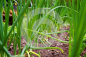 Agricultural field with green leaf lettuce salad and onion on garden bed in vegetable field