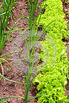 Agricultural field with green leaf lettuce salad and onion on garden bed in vegetable field