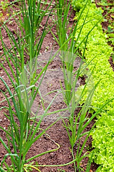 Agricultural field with green leaf lettuce salad and onion on garden bed in vegetable field