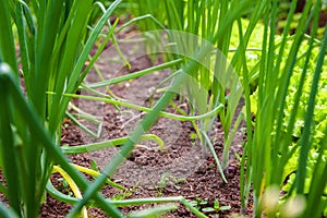 Agricultural field with green leaf lettuce salad and onion on garden bed in vegetable field