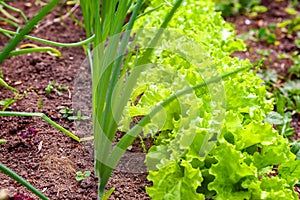 Agricultural field with green leaf lettuce salad and onion on garden bed in vegetable field