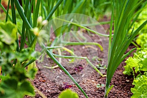 Agricultural field with green leaf lettuce salad and onion on garden bed in vegetable field