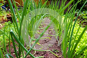 Agricultural field with green leaf lettuce salad and onion on garden bed in vegetable field