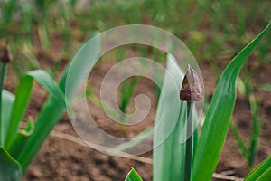 Agricultural field with green onion on garden bed in vegetable field