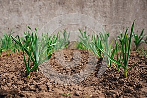 Agricultural field with green onion on garden bed in vegetable field