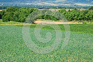 Agricultural field with green onion, Onions are growing in farm field