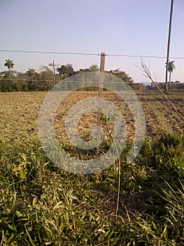 Agricultural field, green plants and trees photo