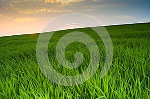 Agricultural field of green wheat and blue sky