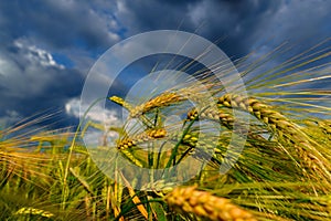 Agricultural field with green wheat sprouts, dramatic spring landscape on cloudy day, overcast sky as background