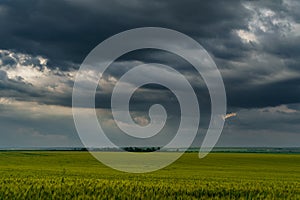 Agricultural field with green wheat sprouts, dramatic spring landscape on cloudy day, overcast sky as background