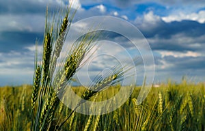 Agricultural field with green wheat sprouts, dramatic spring landscape on cloudy day, overcast sky as background