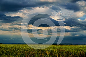 Agricultural field with green wheat sprouts, dramatic spring landscape on cloudy day, overcast sky as background