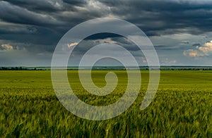 Agricultural field with green wheat sprouts, dramatic spring landscape on cloudy day, overcast sky as background