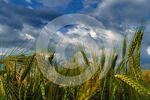 Agricultural field with green wheat sprouts, dramatic spring landscape on cloudy day, overcast sky as background