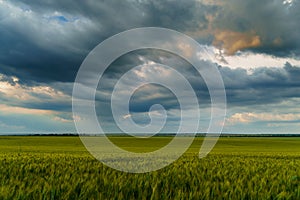 Agricultural field with green wheat sprouts, dramatic spring landscape on cloudy day, overcast sky as background