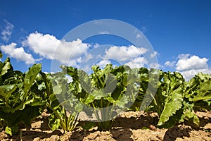 agricultural field with growing sugar beet for the production of sugar