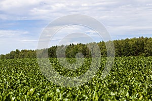 agricultural field with growing sugar beet for the production of sugar