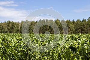 agricultural field with growing sugar beet for the production of sugar