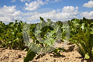 agricultural field with growing sugar beet for the production of sugar