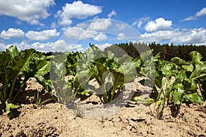 agricultural field with growing sugar beet for the production of sugar