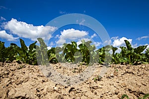 agricultural field with growing sugar beet for the production of sugar