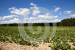 agricultural field with growing sugar beet for the production of sugar