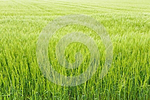 Agricultural field with growing young ears of cereal