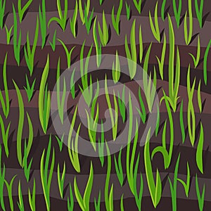 Agricultural field. Growing young plant wheat shoots. Grain crops began to sprout in the spring soil. Vector hand-drawn.