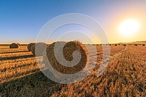 Agricultural field after harvesting wheat. Rolls of hay lined up in row on the background of blue sky and sunset