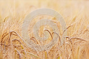 Agricultural field landscape with wheat, fully ripe corn ears on a summer day, harvest time, farmland macro texture