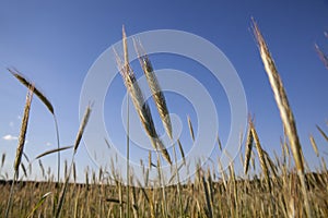 Agricultural field with a large number of yellow cereals