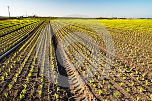 Agricultural field of lettuce plants, California