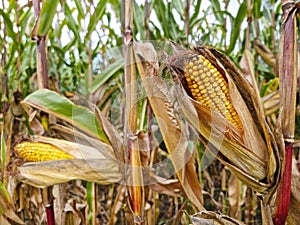 Agricultural field of maize, dry corn in autumn before harvest. Selective focus