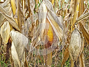 Agricultural field of maize, dry corn in autumn before harvest. Selective focus