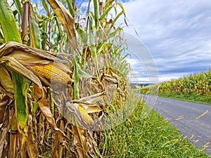 Agricultural field of maize, dry corn in autumn before harvest. Selective focus