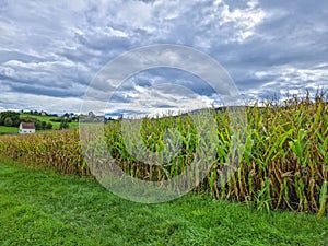 Agricultural field of maize, dry corn in autumn before harvest. Selective focus