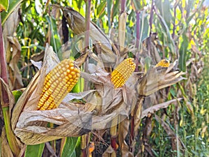 Agricultural field of maize, dry corn in autumn before harvest. Selective focus