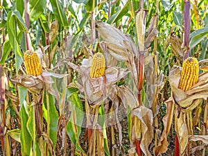 Agricultural field of maize, dry corn in autumn before harvest. Selective focus