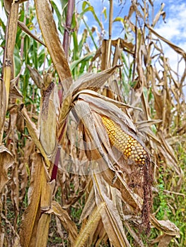 Agricultural field of maize, dry corn in autumn before harvest. Selective focus