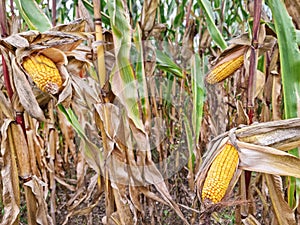 Agricultural field of maize, dry corn in autumn before harvest. Selective focus