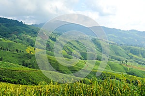 Agricultural field on the mountain