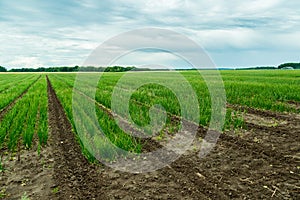 Agricultural field with onion