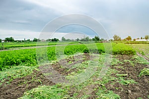 Agricultural field with a partially harvested carrot crop. Seasonal farm work. Growing eco-friendly vegetables. Agriculture.