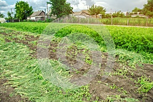 Agricultural field with a partially harvested carrot crop. Seasonal farm work. Growing eco-friendly vegetables. Agriculture.