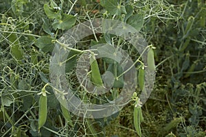 Agricultural field of Pisum sativum